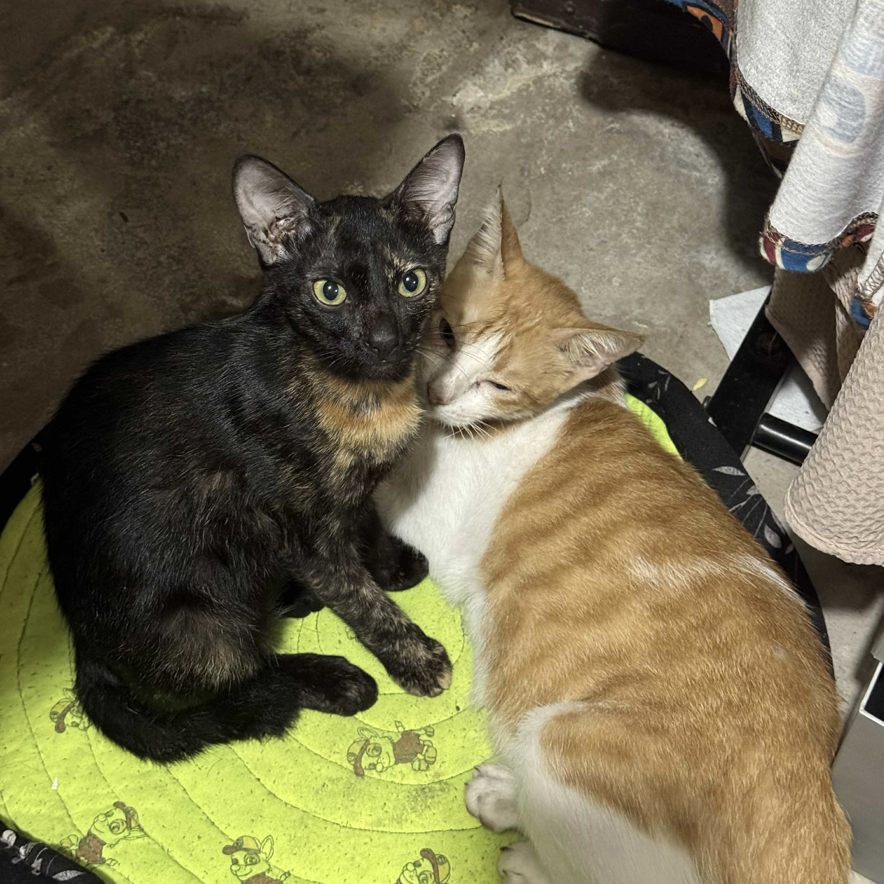 Curiosity & Ming Ming